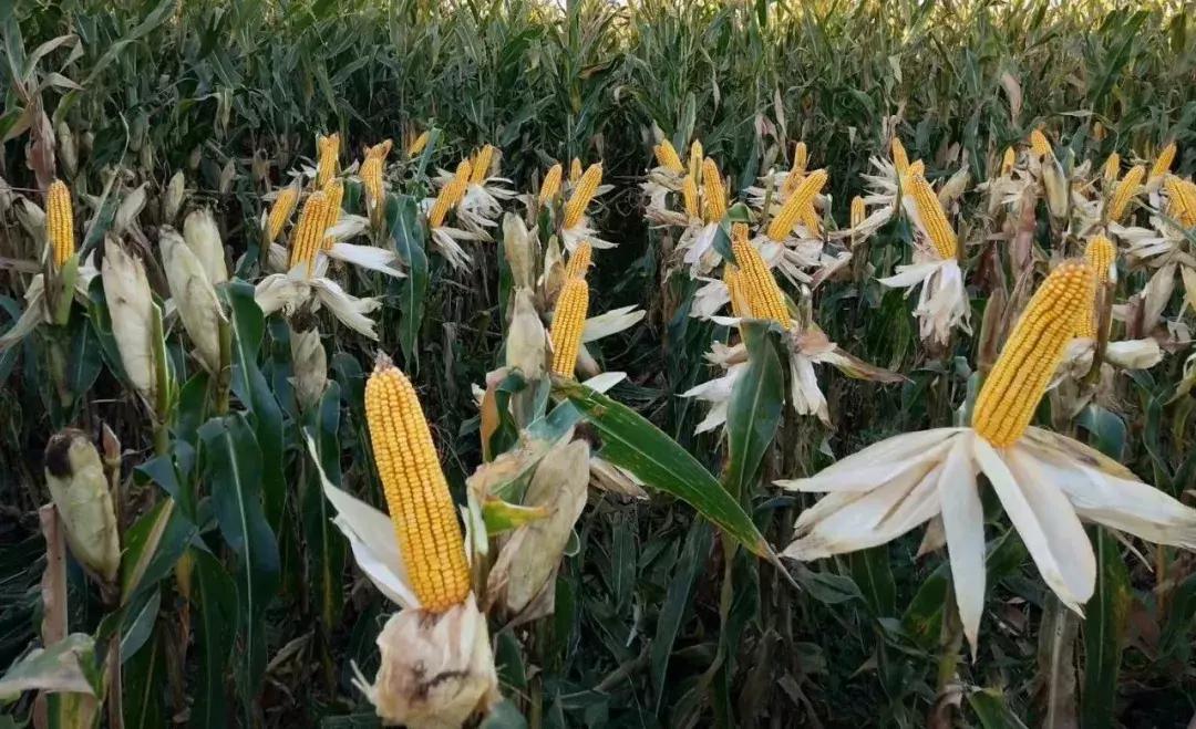 玉米收获后怎样储存防止发霉,玉米成熟了遇到阴雨天怎样预防