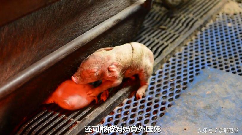 生活究竟有多么残酷,如果你觉得生活很苦不妨看一看