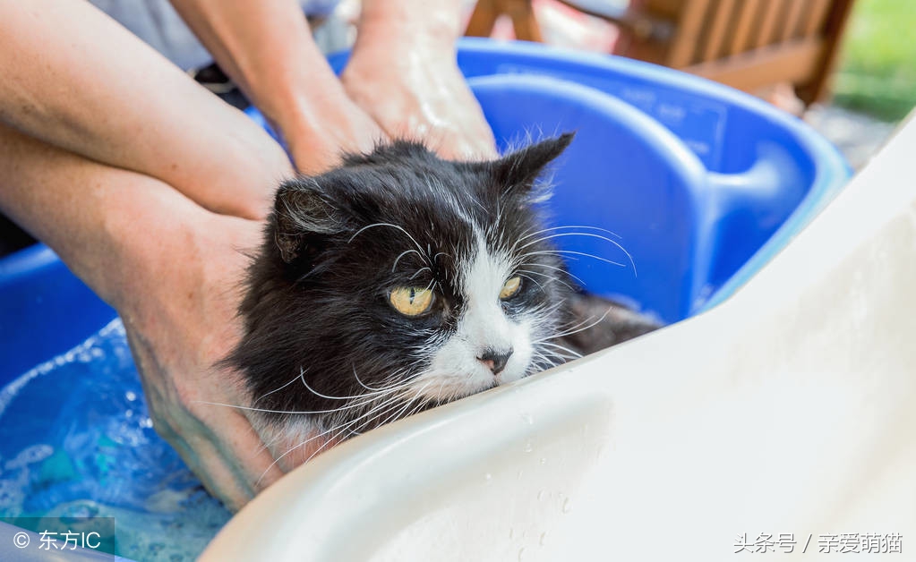 猫咪受到惊吓会有什么表现,猫咪过度惊吓呕吐拉稀怎么办