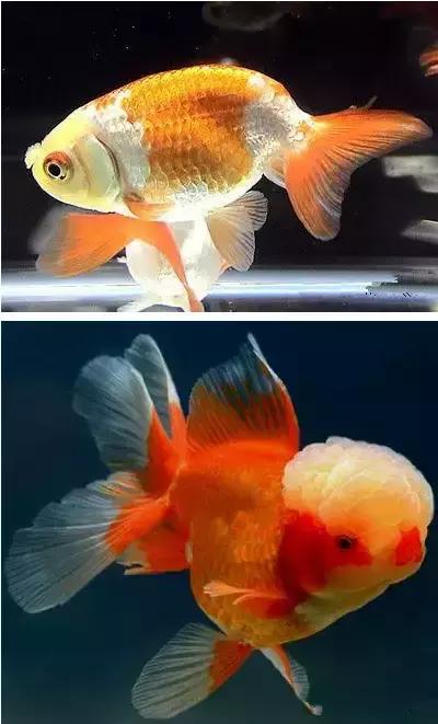 金鱼养眼,十大观赏小型金鱼