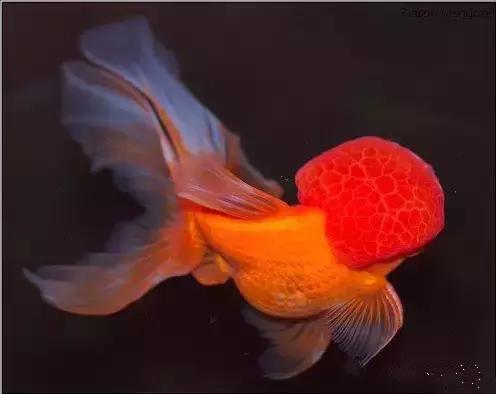 金鱼养眼,十大观赏小型金鱼