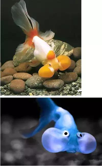 金鱼养眼,十大观赏小型金鱼