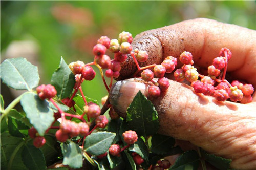 花椒老了采摘好还是嫩点采摘好,花椒的正确采摘方法