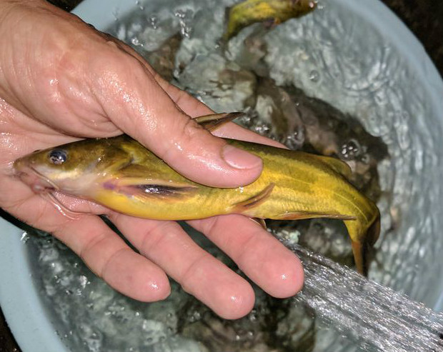 野钓用鲫鱼好还是蚯蚓好,野钓用蚯蚓好还是商品饵效果好