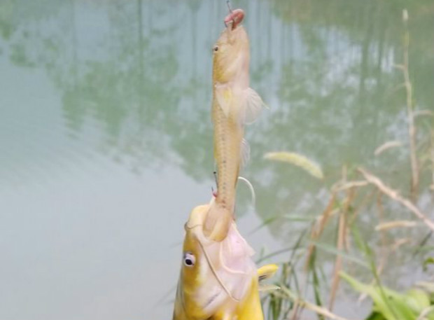 野钓用鲫鱼好还是蚯蚓好,野钓用蚯蚓好还是商品饵效果好