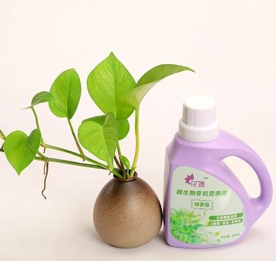 绿萝有病虫害用什么药,绿萝有飞虫小妙招