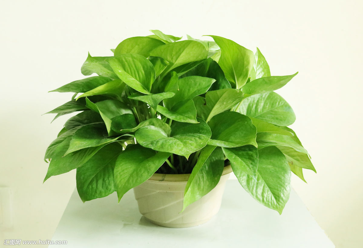 绿萝有病虫害用什么药,绿萝有飞虫小妙招