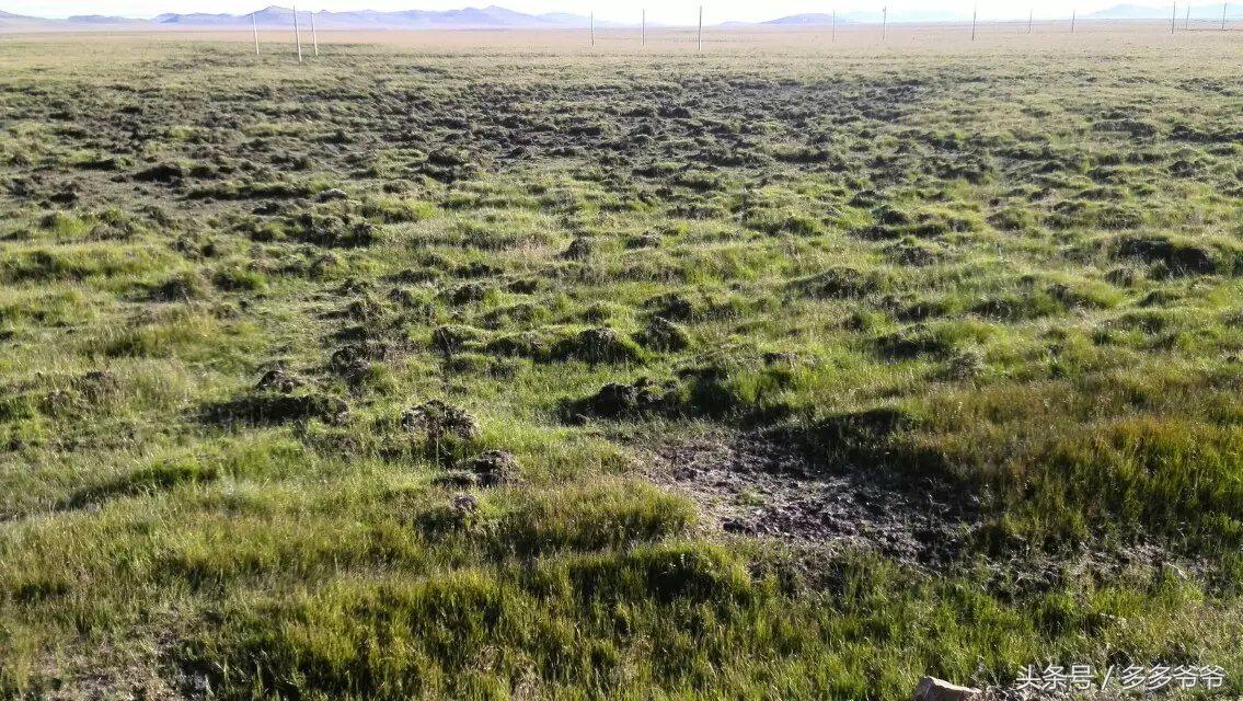 红军若尔盖大草原,若尔盖大草原是红军走过的地方吗