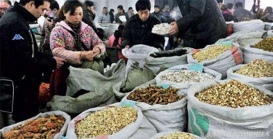 72种常见中药材、饮片造假手段全揭秘（建议收藏）