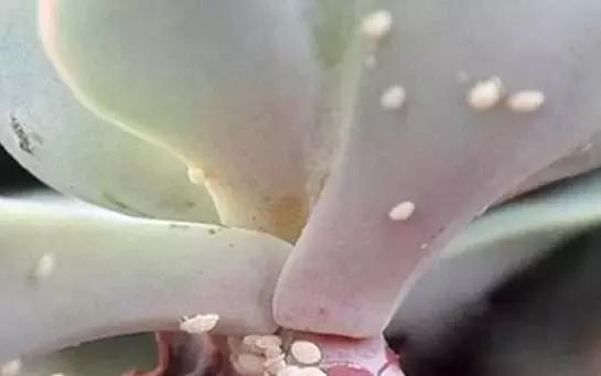 多肉叶斑病传染吗,多肉感染蚧壳虫是什么样