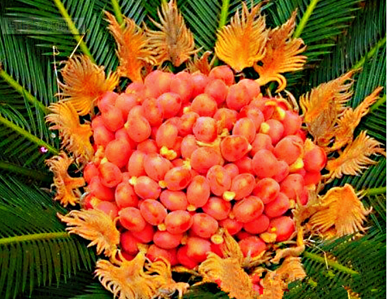 铁树开花十年难遇,铁树开花与枯木逢春