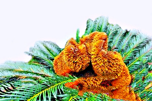 铁树开花十年难遇,铁树开花与枯木逢春