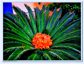 铁树开花十年难遇,铁树开花与枯木逢春