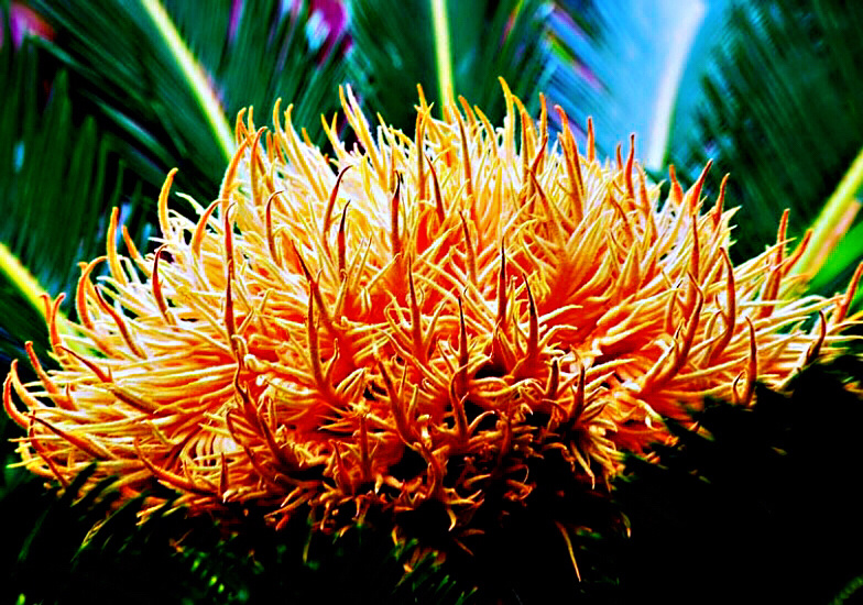 铁树开花十年难遇,铁树开花与枯木逢春