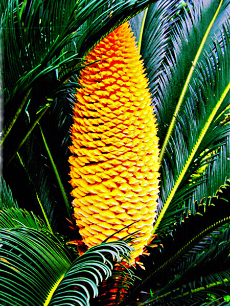 铁树开花十年难遇,铁树开花与枯木逢春