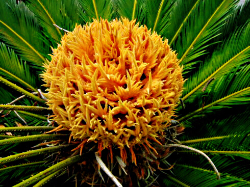 铁树开花十年难遇,铁树开花与枯木逢春