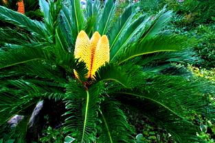 铁树开花十年难遇,铁树开花与枯木逢春