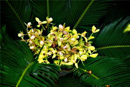 铁树开花十年难遇,铁树开花与枯木逢春