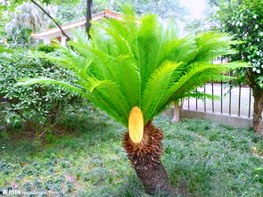 铁树开花十年难遇,铁树开花与枯木逢春