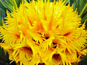 铁树开花十年难遇,铁树开花与枯木逢春