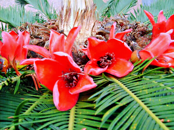 铁树开花十年难遇,铁树开花与枯木逢春