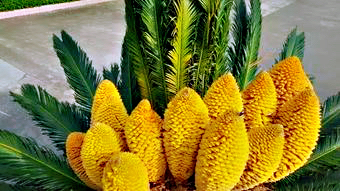 铁树开花十年难遇,铁树开花与枯木逢春