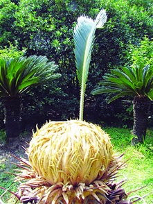 铁树开花十年难遇,铁树开花与枯木逢春