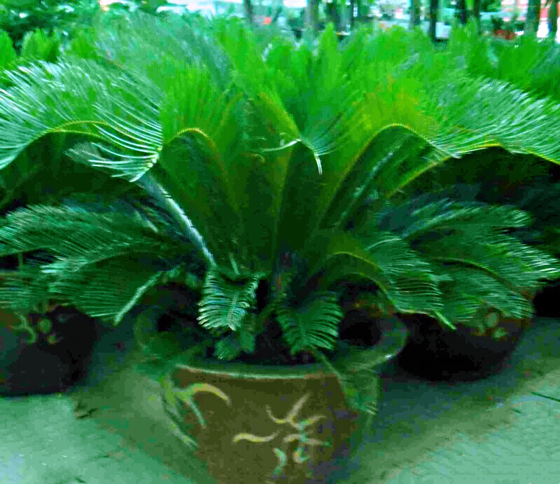 铁树开花十年难遇,铁树开花与枯木逢春