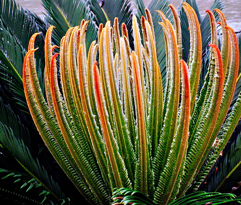 铁树开花十年难遇,铁树开花与枯木逢春