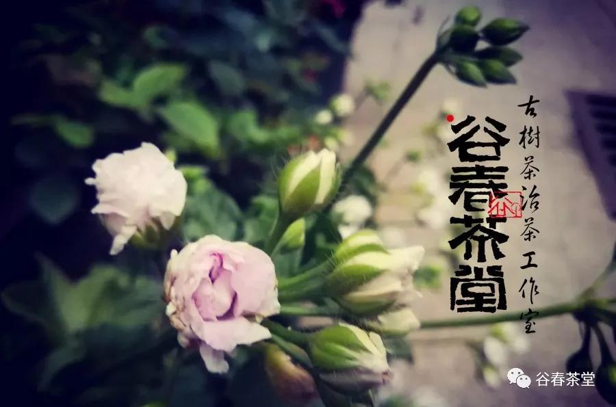 谷语春白茶,谷语春茶叶