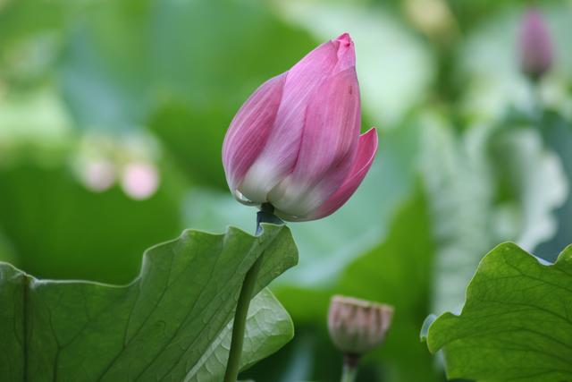 副职给正职的批评意见,作为中层领导被上级领导当众批评