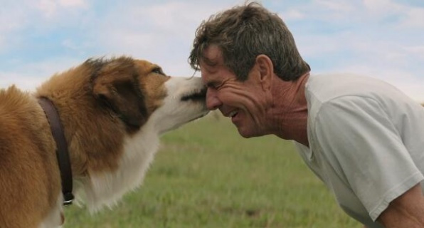 关于狗狗的一部很感人的电影,狗狗感人电影一条狗的使命