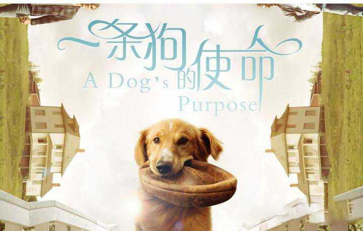 关于狗狗的一部很感人的电影,狗狗感人电影一条狗的使命