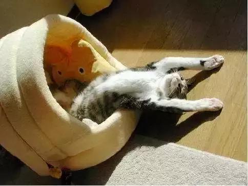 早上不想起床上班怎么克服,早晨不想起床怎么办