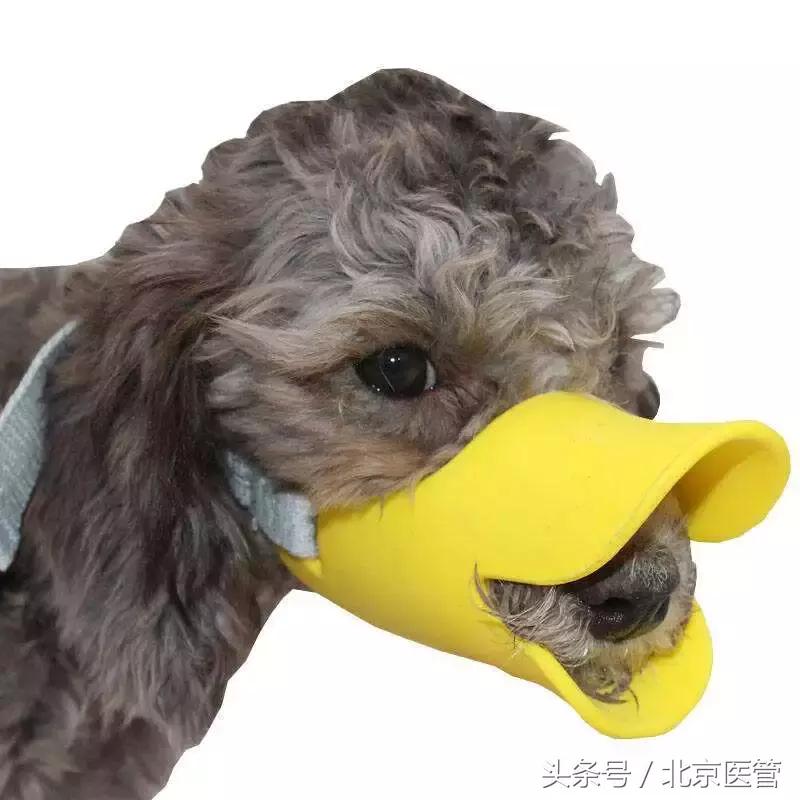 六岁男童被狗咬狂犬病发作后续,男子确诊狂犬病身亡几年前被咬过