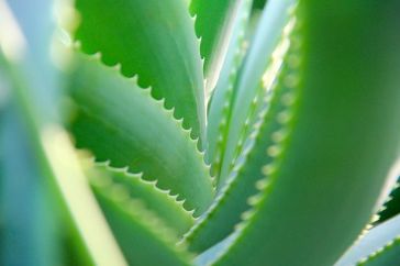 「夜听」家里养一盆,药费不用花!最安全的血管“保护伞”,太值了