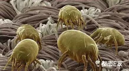 被马蜂蜇了的最快速处理办法,被马蜂蛰的100种方法