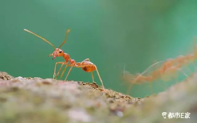 被马蜂蜇了的最快速处理办法,被马蜂蛰的100种方法