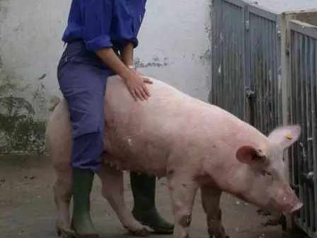 母猪产仔少,如何让母猪窝产13头呢?看养猪高手是怎么做的?