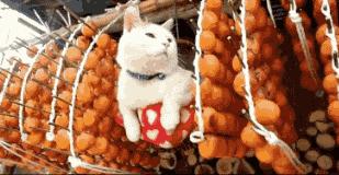 柿子背厉害还是白背厉害,螃蟹和柿子相克吗