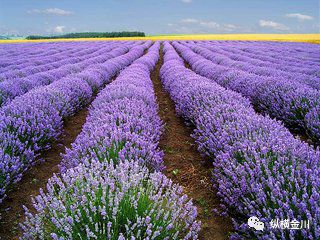 简单介绍薰衣草,薰衣草花小知识