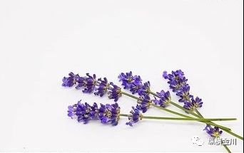 简单介绍薰衣草,薰衣草花小知识