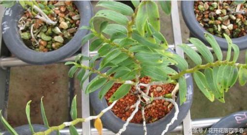 铁皮石斛为什么不生根,铁皮石斛为什么烂叶