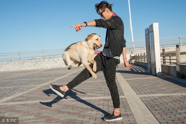 狗春季如何预防生病,秋季感冒狗狗什么症状