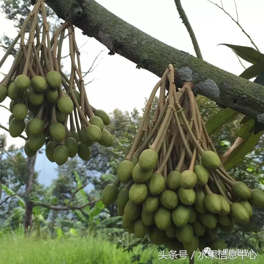 从榴莲代购起家,到64个实体销售点,他势要打造一个榴莲王国