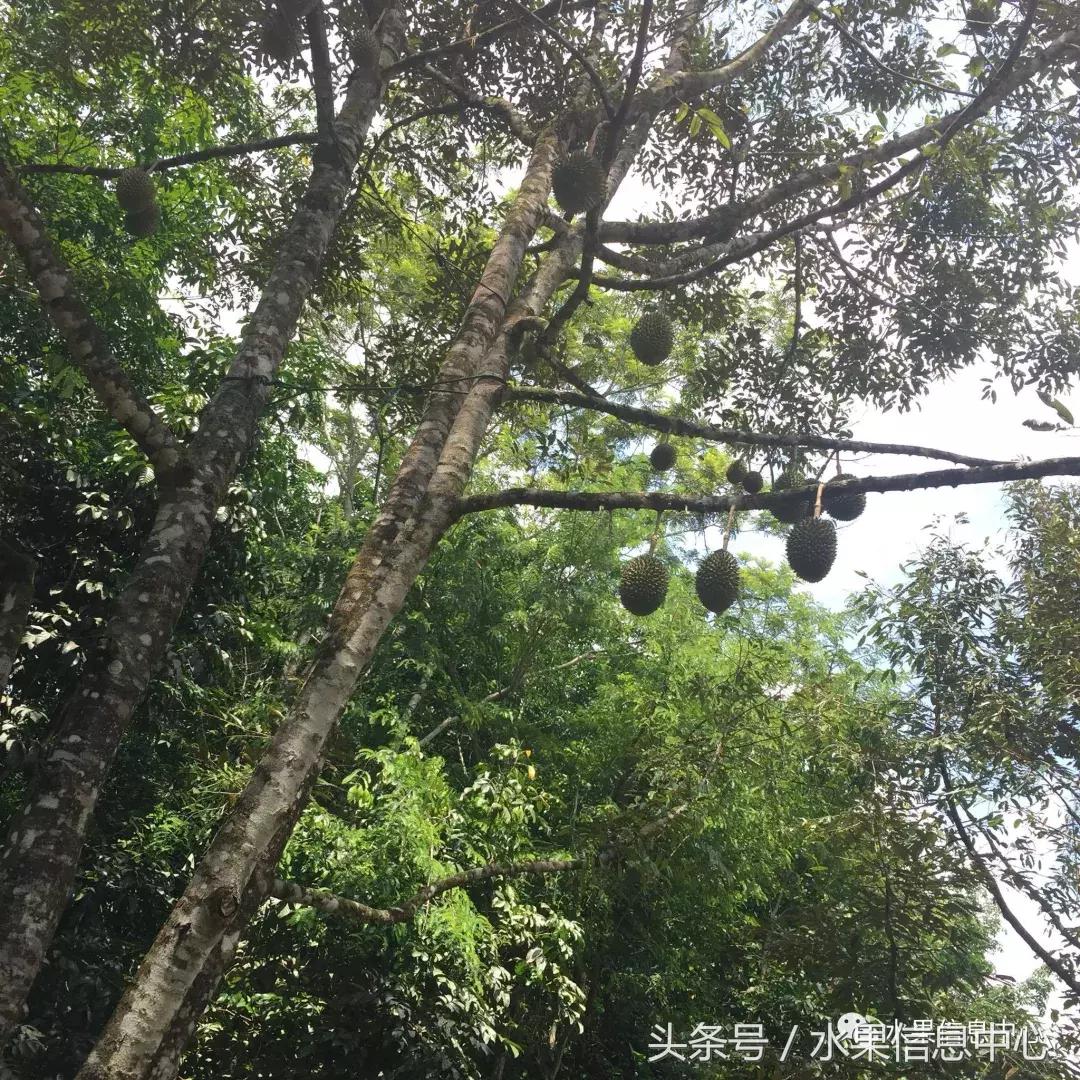 从榴莲代购起家,到64个实体销售点,他势要打造一个榴莲王国