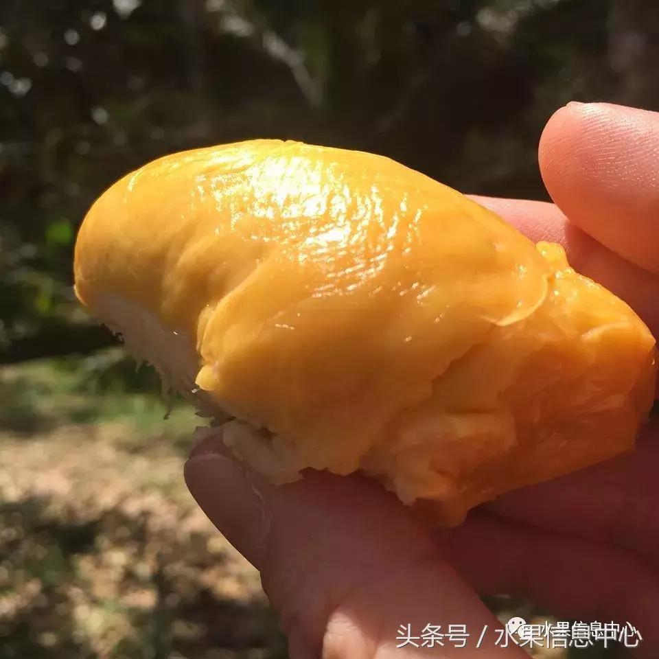 从榴莲代购起家,到64个实体销售点,他势要打造一个榴莲王国