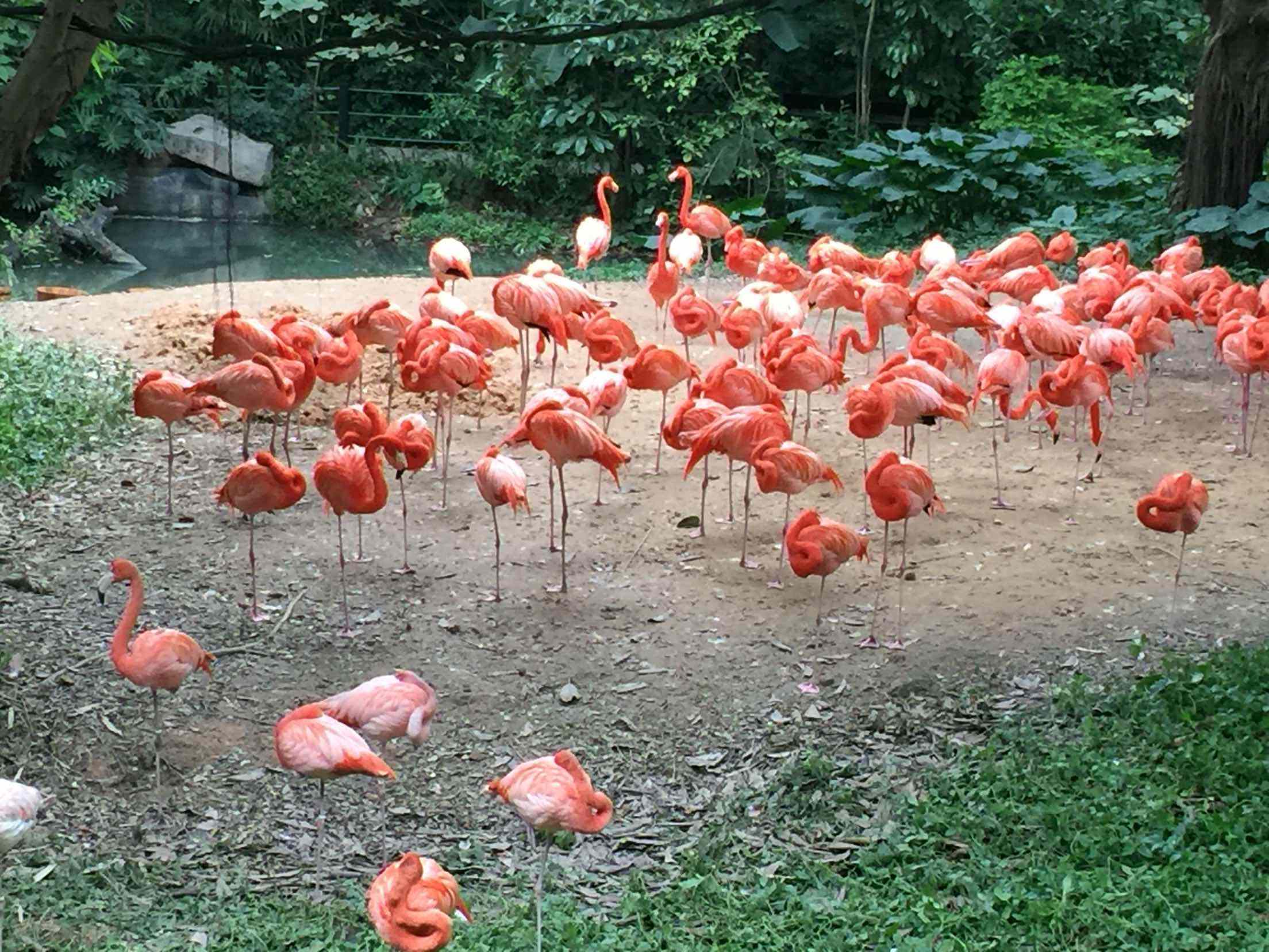 广州长隆野生动物园含酒店攻略,广州长隆野生动物园酒店进园攻略