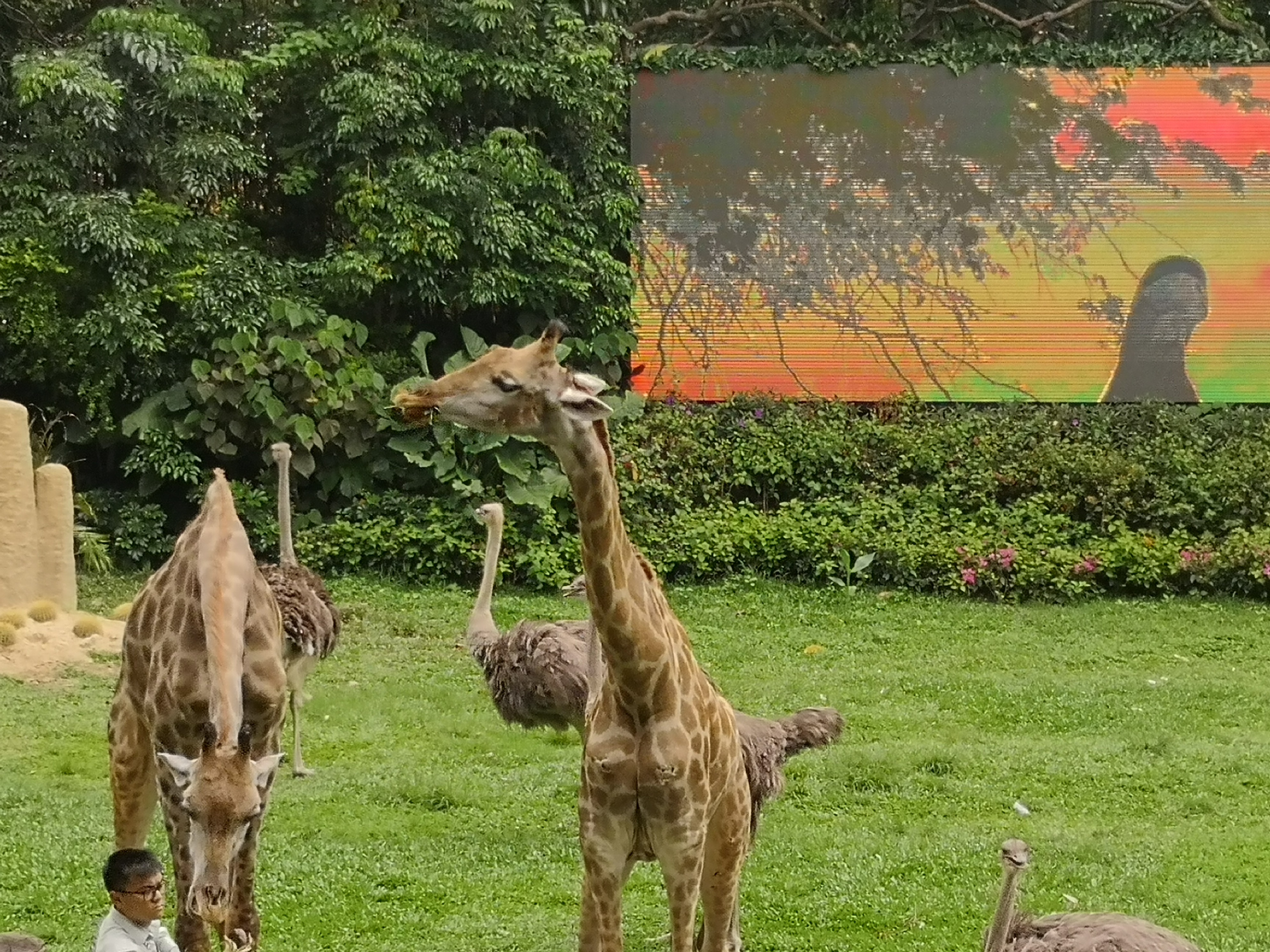 广州长隆野生动物园含酒店攻略,广州长隆野生动物园酒店进园攻略