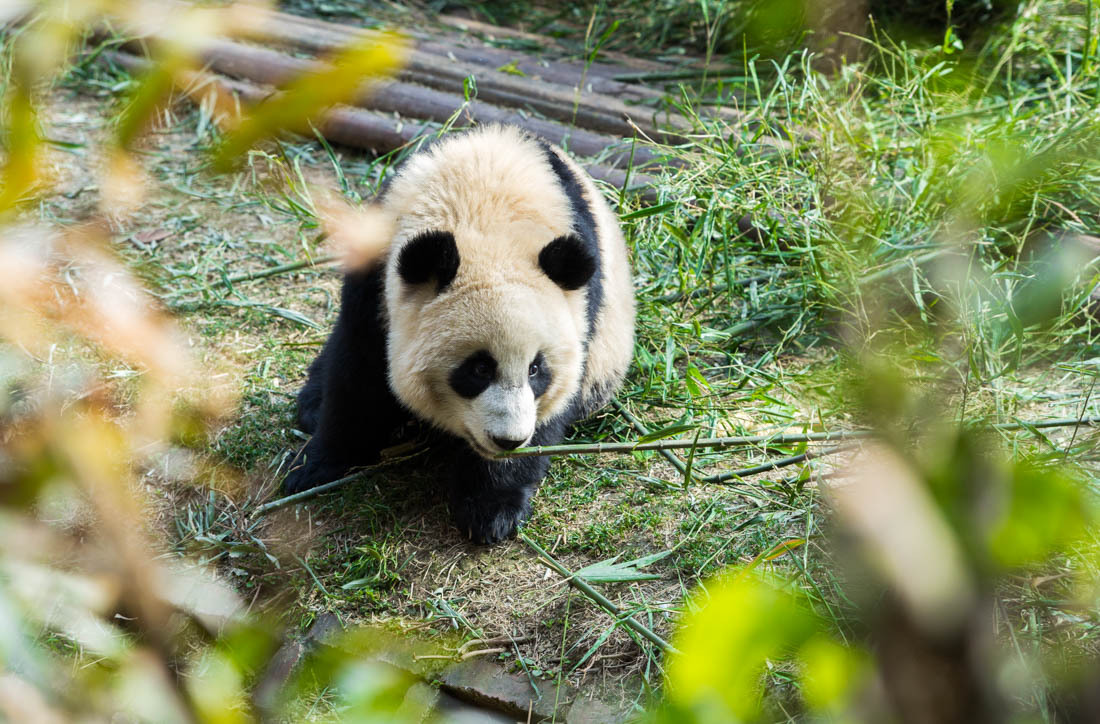 暑假旅行逛吃攻略之成都篇,成都美食旅游全攻略自由行